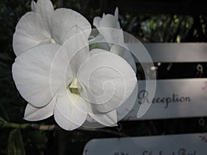 White Dendrobium orchid flowers.