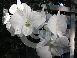 White Dendrobium orchid flowers.