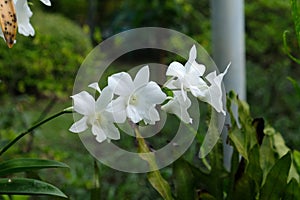 White Dendrobium Orchid flowers