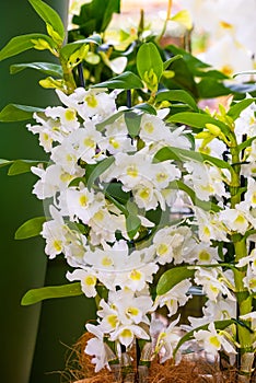 White dendrobium spring dream orchid