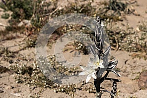 White desert or Ajo Lily Hesperocallis undulata , Sonora desert, Anza-Borrego State park in Southern California