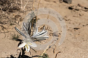 White desert or Ajo Lily Hesperocallis undulata , Sonora desert, Anza-Borrego State park in Southern California