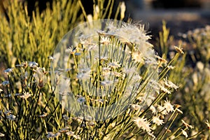 White Desert Flowers