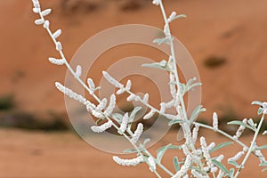 White desert flowers, white saxaul Haloxylon persicum or Ghada, blowing in the wind in the sand dunes of the United Arab