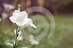 White Desert rose flower (Other names are desert rose, Mock Azalea, bignonia, Impala lily, Adenium obesum, Chuanchom)