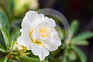 White Desert Rose or Impala Lily tropical flower