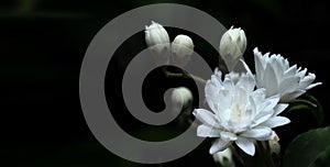 White Deutzia magnifica flowers on a dark background