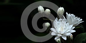 White Deutzia magnifica flowers on a dark background photo