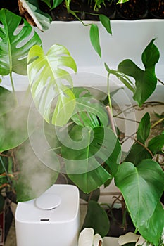 a white device for humidifying the air works near indoor plants.