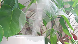 a white device for humidifying the air works near indoor plants in pots.