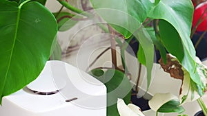 a white device for humidifying the air works near indoor plants in pots.