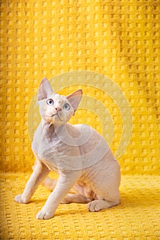 White Devon Rex Kitten Kitty. Short-haired Blue-eyed Cat Of English Breed On Yellow Plaid Background. Shorthair Pet Cat