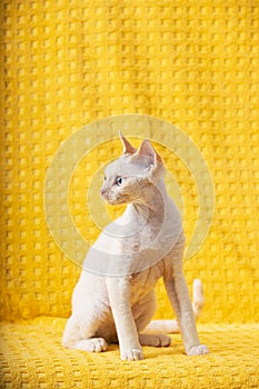 White Devon Rex Kitten Kitty. Short-haired Blue-eyed Cat Of English Breed On Yellow Plaid Background. Shorthair Pet Cat