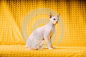 White Devon Rex Kitten Kitty. Short-haired Blue-eyed Cat Of English Breed On Yellow Plaid Background. Shorthair Pet Cat