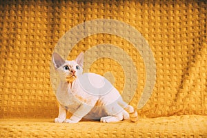 White Devon Rex Kitten Kitty. Short-haired Blue-eyed Cat Of English Breed On Yellow Plaid Background. Shorthair Pet Cat