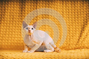 White Devon Rex Kitten Kitty. Short-haired Blue-eyed Cat Of English Breed On Yellow Plaid Background. Shorthair Pet Cat