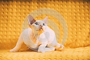 White Devon Rex Kitten Kitty. Short-haired Blue-eyed Cat Of English Breed On Yellow Plaid Background. Shorthair Pet Cat