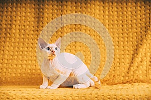White Devon Rex Kitten Kitty. Short-haired Blue-eyed Cat Of English Breed On Yellow Plaid Background. Shorthair Pet Cat