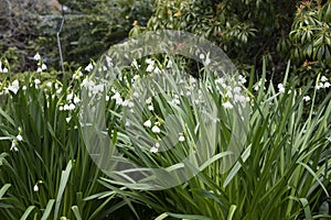 White Dewdrop flowers