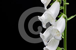 White digitalis purpurea flower on black background