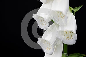 White digitalis purpurea flower on black background