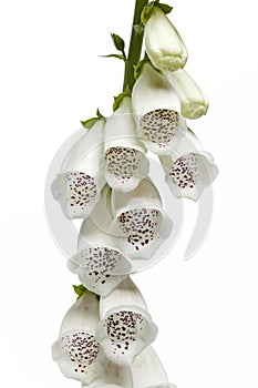 White digitalis purpurea flowers photo