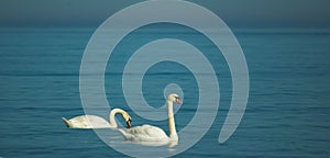 White dignified swans resting on the blue calm water of the Baltic sea