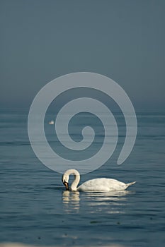 White dignified swans resting on the blue calm water of the Baltic sea