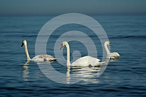 White dignified swans resting on the blue calm water of the Baltic sea