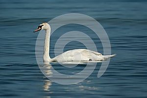 White dignified swans resting on the blue calm water of the Baltic sea