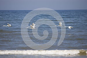 White dignified swans resting on the blue calm water of the Baltic sea