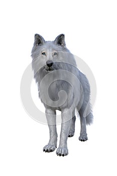 White Dire Wolf. 3d illustration isolated on white background