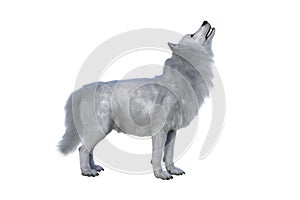 White Dire Wolf howling. 3d illustration isolated on white background