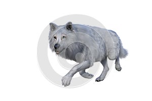 White Dire Wolf stalking. 3d illustration isolated on white background