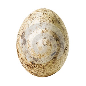 White dirty egg