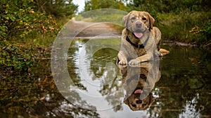 White and dirty labrador retriever resting in the puddle.