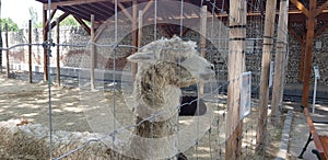 White and dirty llama behind a cage