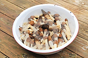 White Dishpan with Morel Mushrooms photo