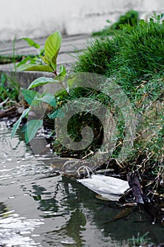 White disposable mask thrown on the street next to plants making dirt