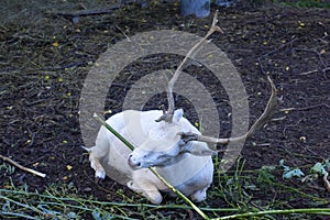 A white doe dama dama with beautiful horns gnaws a branch