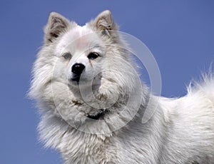 White Dog