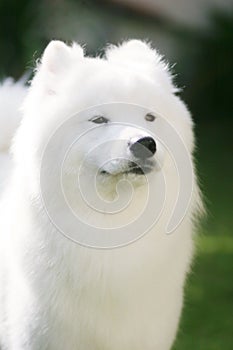 Blanco el perro 