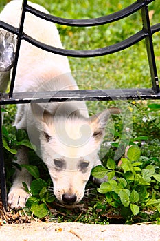 A white dog appeared under the fence