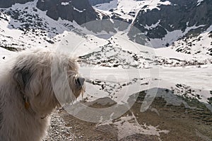 White dog on a background of mountains in winter.