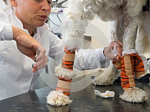 White dog with bandage at the veterinarian