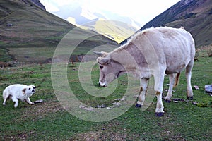 White dog barks at a cow