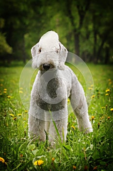 White dog, the Bedlington Terrier stands in the summer