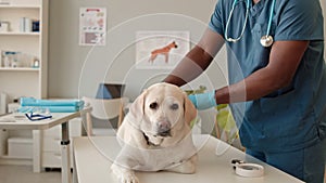White Dog Being Examined by Veterinarian