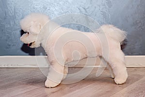 white dog bichon frise standing in front of a gray background