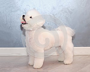 white dog bichon frise standing in front of a gray background